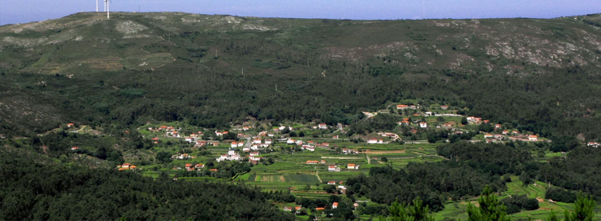 Canídeos